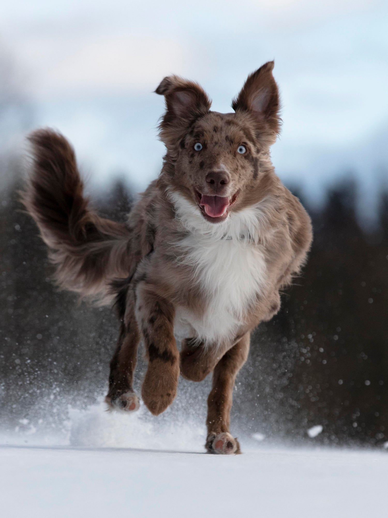 Australian Shepherd