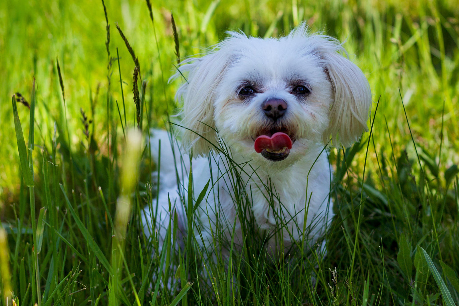 Bichón frisé