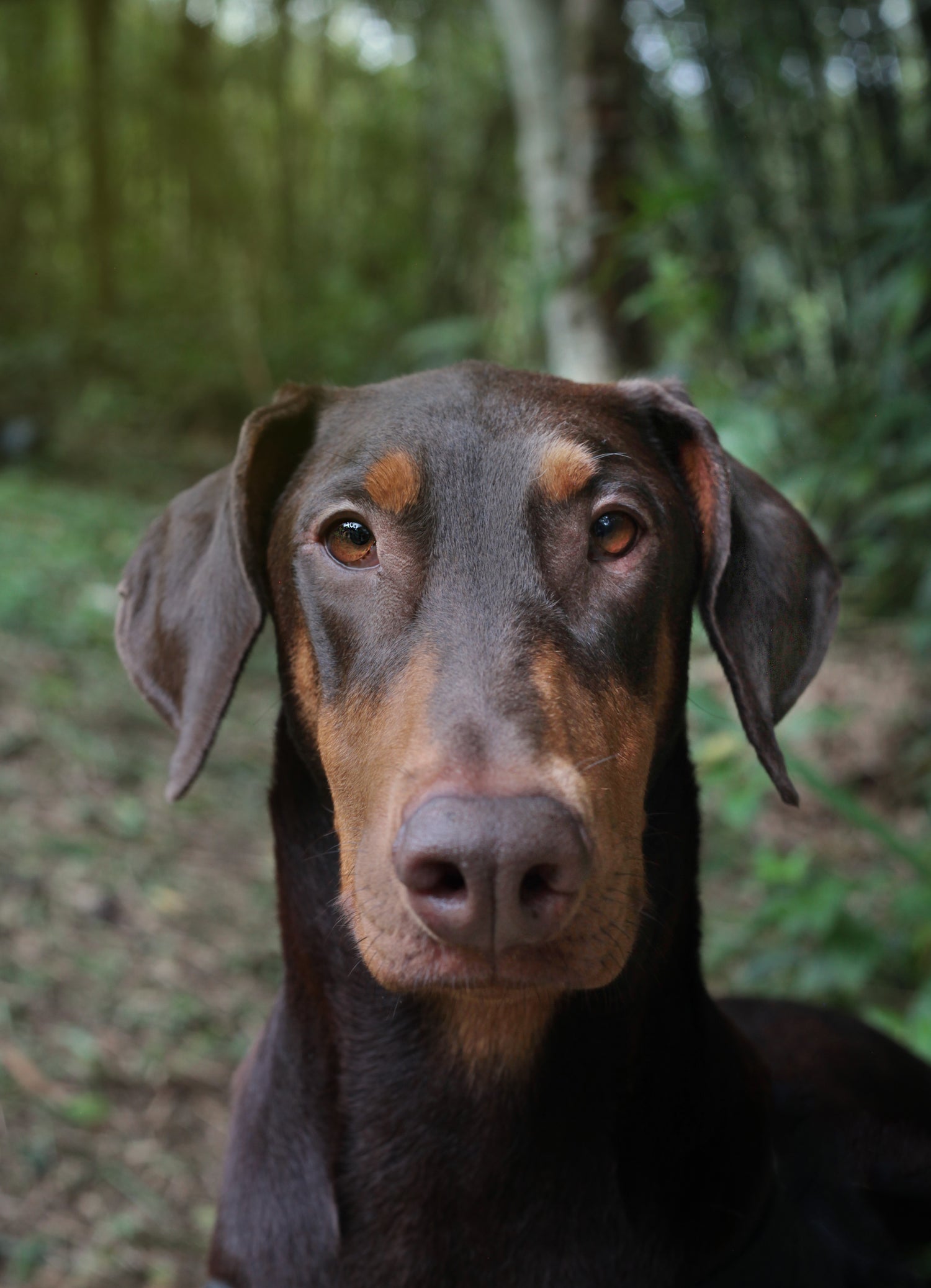 Doberman