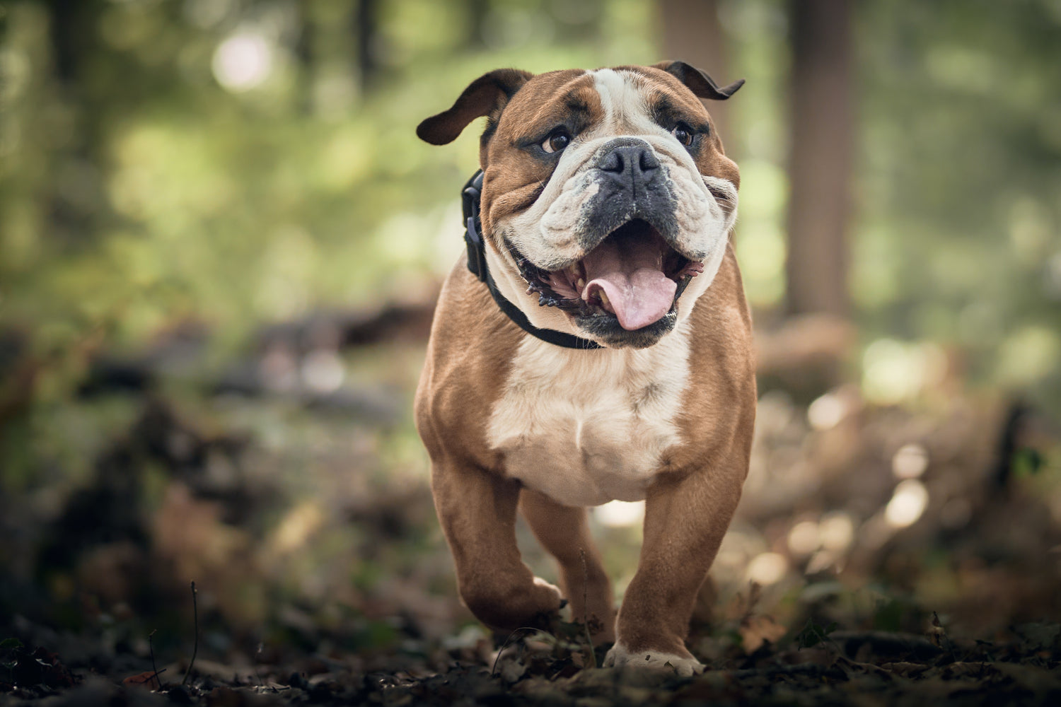 English Bulldog