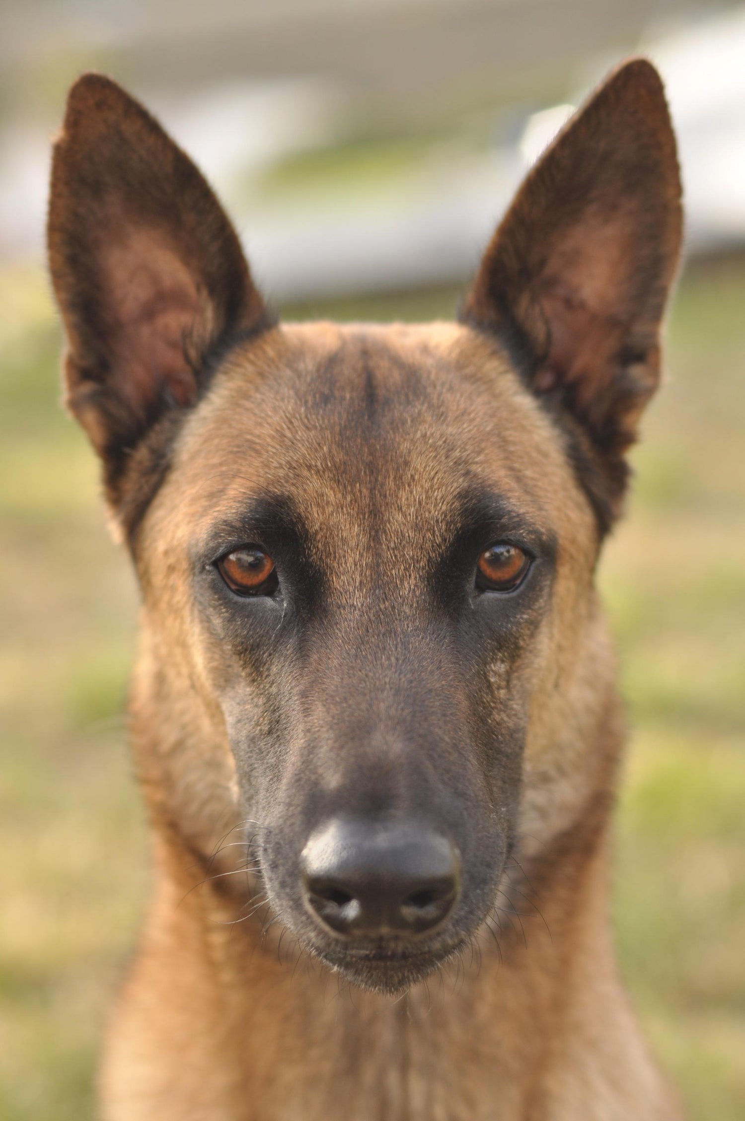 Belgian Shepherd / Malinois