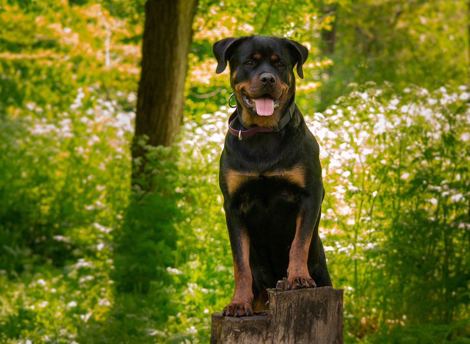 Rottweiler